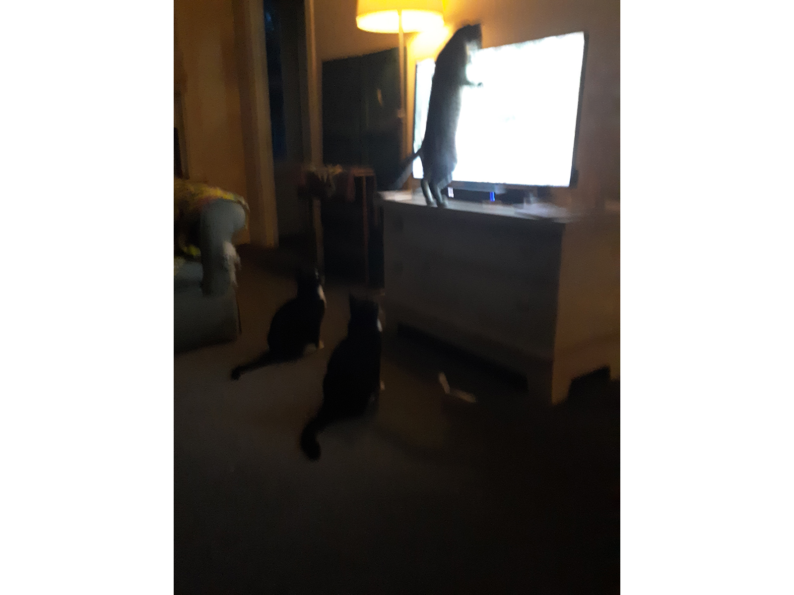 Pawpagians